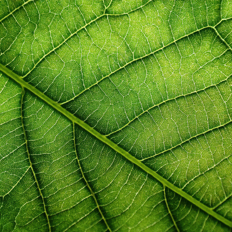 Embracing a greener future